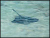 Playing with the stingrays
